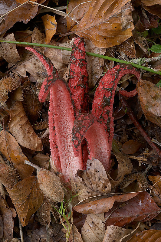 Clathrus archeri